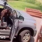Watch: Man comes face-to-face with bear inside truck
