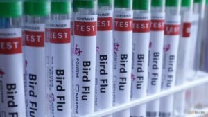 New Zealand detects H5 bird flu