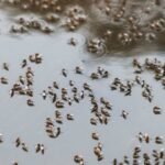 Bangladesh warns of dengue surge as weather aids spread