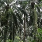 Palm rebounds on stronger rival oils, crude oil prices