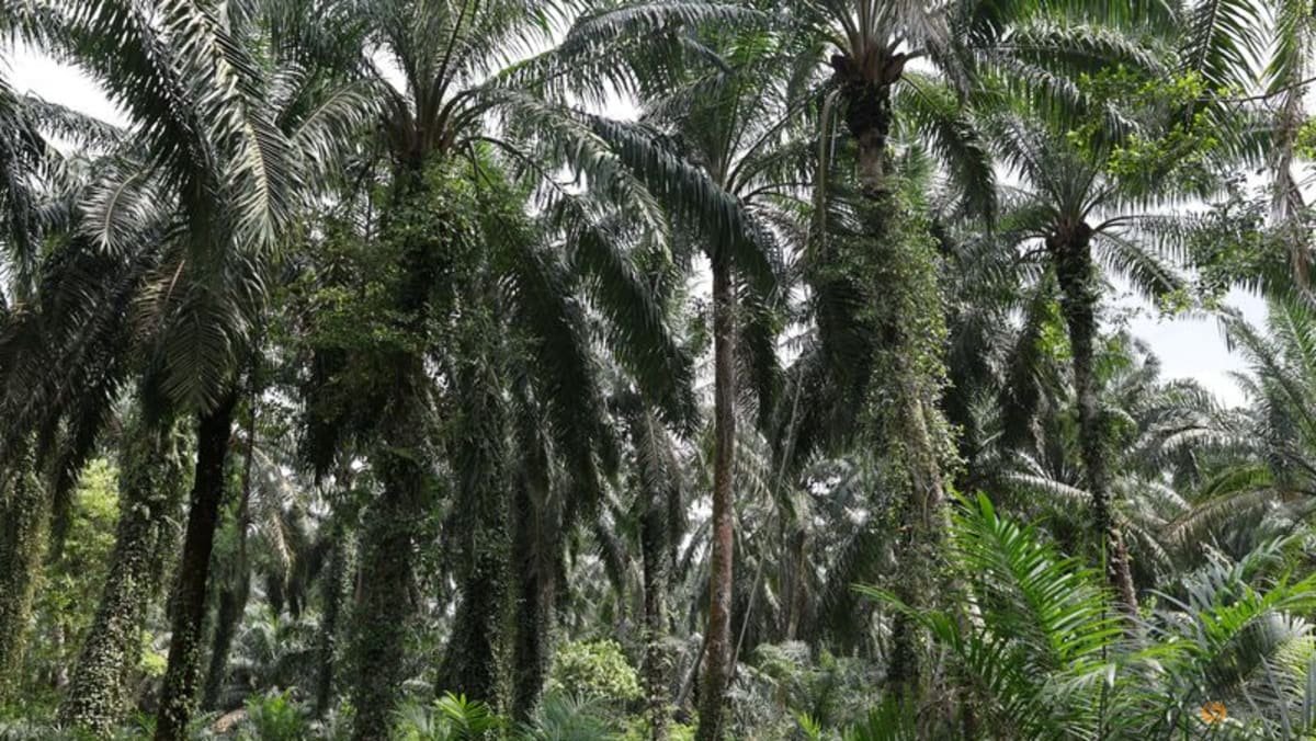 VEGOILS – Palm rebounds on stronger rival oils, crude oil prices
