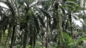 Palm up over 1%, hitting 2-week high on rival oil, crude oil strength