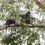 Scientists find new monkey species in Congo’s rainforest