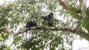 Scientists find new monkey species in Congo’s rainforest