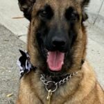 World Cup working dogs sniff out threats, send security signal