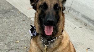World Cup working dogs sniff out threats, send security signal