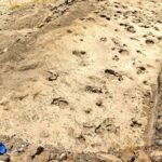 Kenyan footprints shed light on prehistoric human cousin Paranthropus