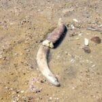 Mammoth remains revealed in Bulgaria after Danube water levels hit record low