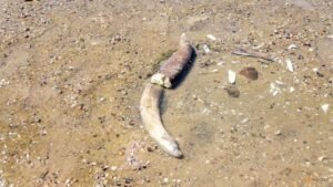 Mammoth remains revealed in Bulgaria after Danube water levels hit record low