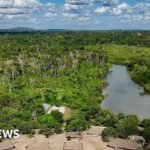 Brazil’s Amazon sees sharp decline of area burned in 2025