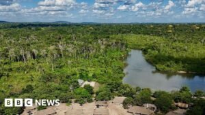 Brazil’s Amazon sees sharp decline of area burned in 2025