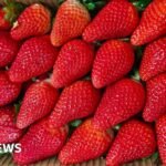 India wants to cuts its reliance on overseas strawberry varieties