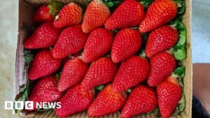 India wants to cuts its reliance on overseas strawberry varieties
