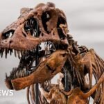BBC News quiz of the week: What name did scientists give this $50m dinosaur?