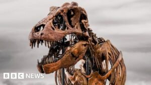 BBC News quiz of the week: What name did scientists give this $50m dinosaur?