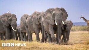 Amboseli elephant deaths: Kenya Wildlife Service launches urgent inquiry after 14 carcasses found