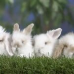 Vegan pregnancy tests and other eco wins this week