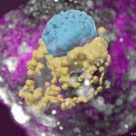 Why do some healthy embryos fail to implant in the uterus?