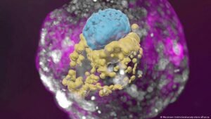 Why do some healthy embryos fail to implant in the uterus?