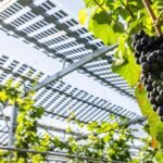 Germany: How weather extremes impact local agriculture