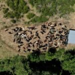 Spain turns to grazing to curb wildfires