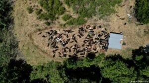 Spain turns to grazing to curb wildfires