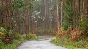 The Australian tree supercharging global wildfires