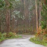 The Australian tree reshaping the world’s wildfires