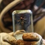 Climate change boosts invasive species growth in Europe