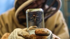 Climate change boosts invasive species growth in Europe