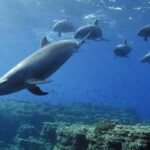 Illegal dolphin hunting poses serious threat to species