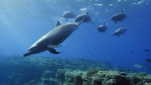 Illegal dolphin hunting poses serious threat to species
