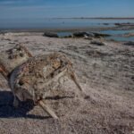 California’s largest lake is turning to dust