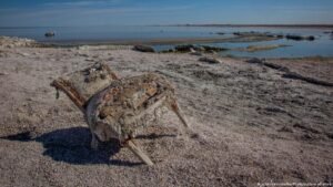 California’s largest lake is turning to dust