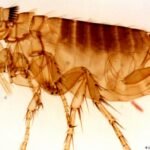The plague is as deadly today as in the Middle Ages
