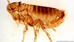 The plague is as deadly today as in the Middle Ages