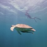 The citizen scientists saving Egypt’s endangered turtles