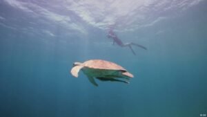 The citizen scientists saving Egypt’s endangered turtles