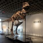 T. rex ‘Gus’ sells for record-breaking $50.1 million