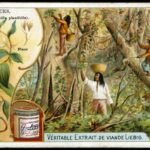 How vanilla’s history is not so … ‘vanilla’