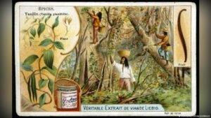 How vanilla’s history is not so … ‘vanilla’