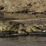 Israel clears way for crocodiles to stop prison breaks