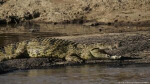 Israel clears way for crocodiles to stop prison breaks