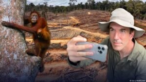 Borneo’s Orangutans fight to survive