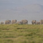 Kenya: 15 dead elephants likely poisoned by cyanide