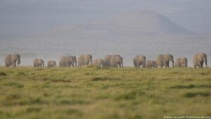 Kenya: 15 dead elephants likely poisoned by cyanide