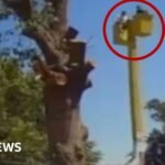 Watch: Dramatic moment tree trimmers fall 45ft (14m)