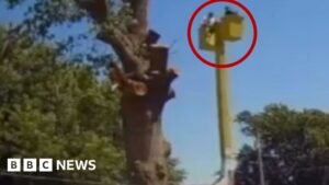 Watch: Dramatic moment tree trimmers fall 45ft (14m)