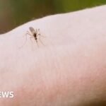 Watch: Why are thousands of mosquitoes being released in Washington DC?