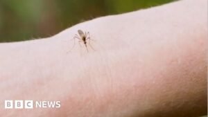 Watch: Why are thousands of mosquitoes being released in Washington DC?